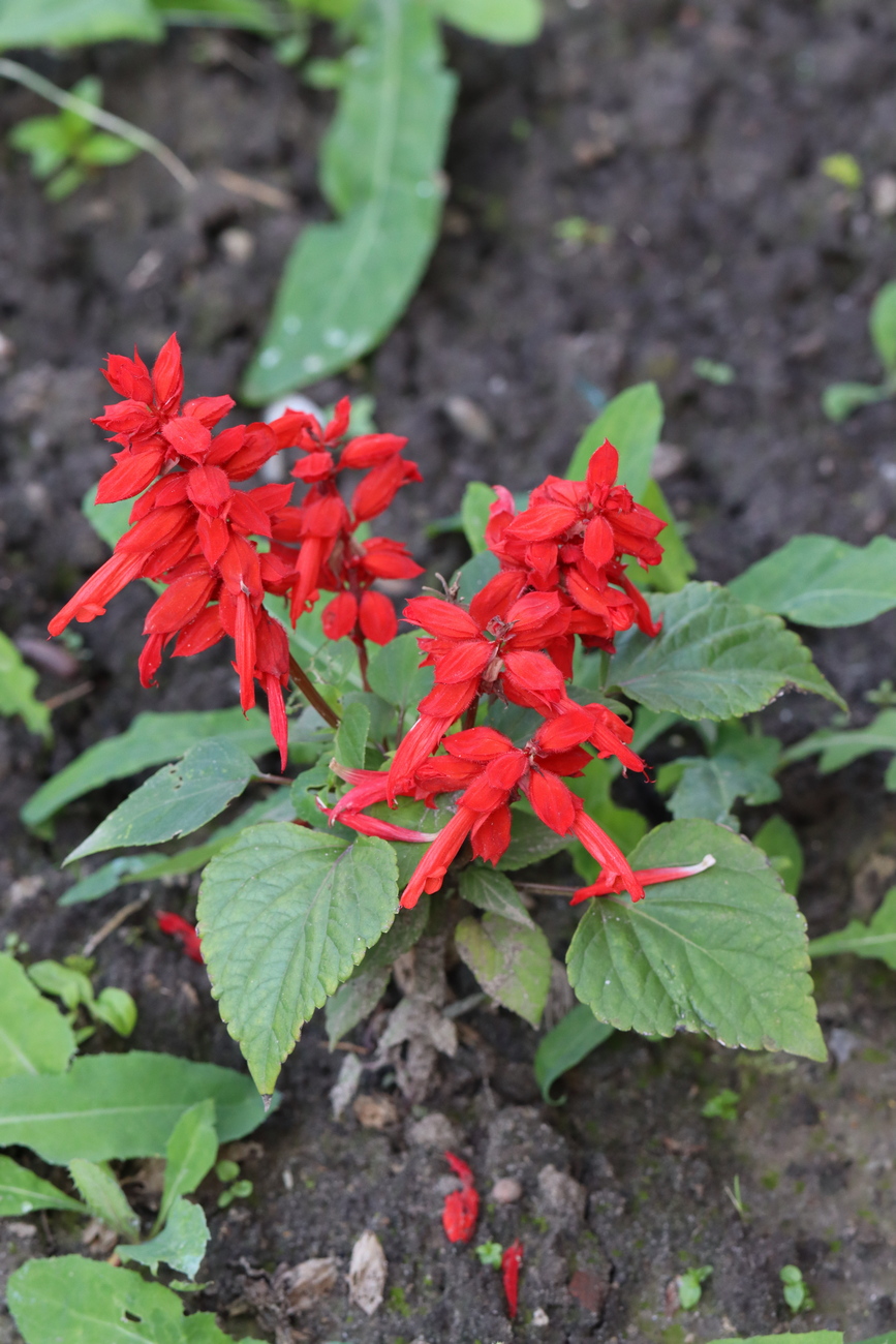 Изображение особи Salvia splendens.