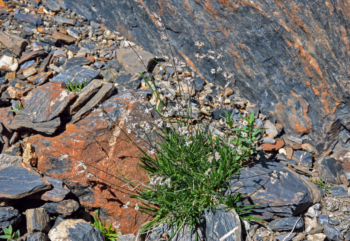 Image of Silene graminifolia specimen.