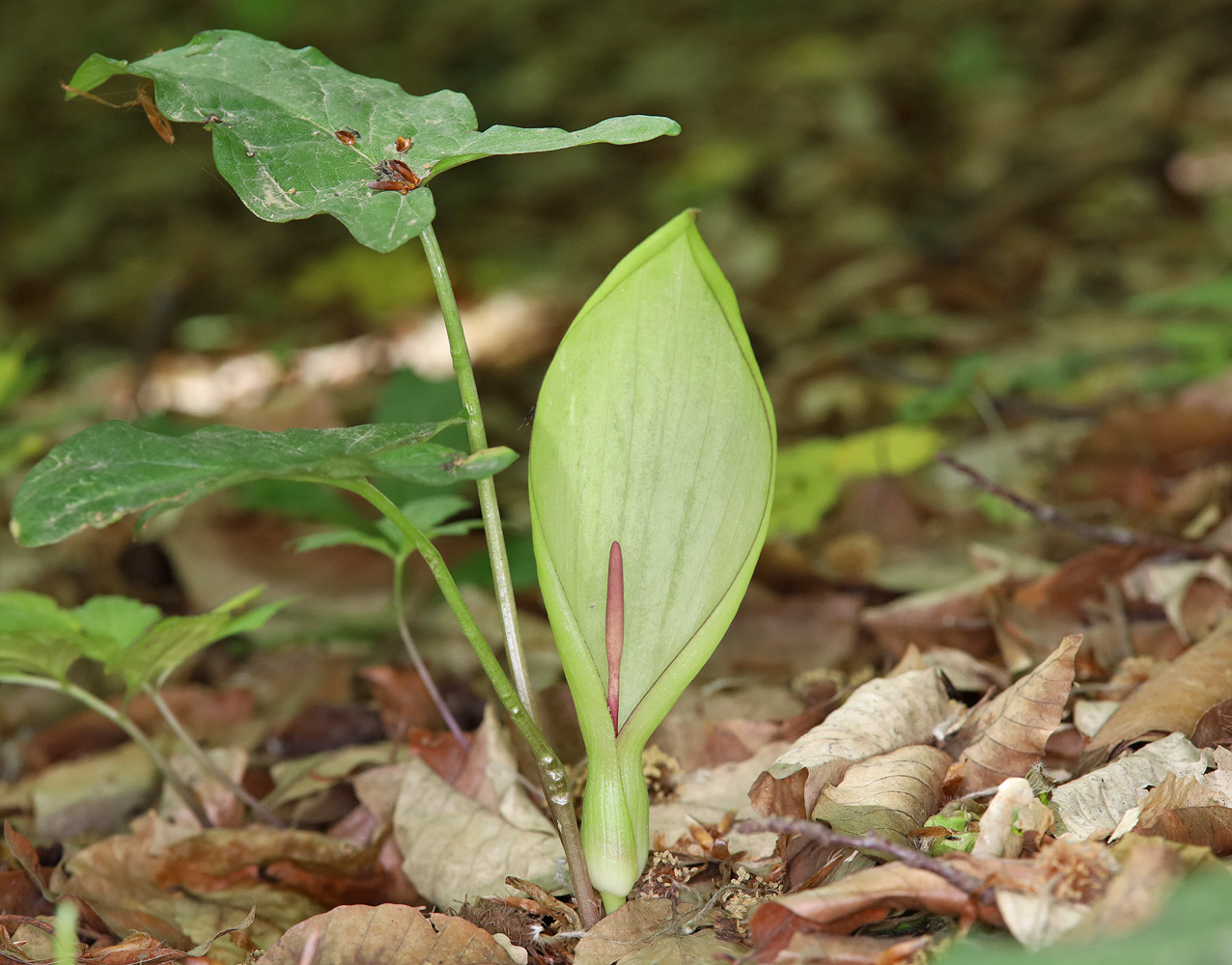 Image of Arum amoenum specimen.