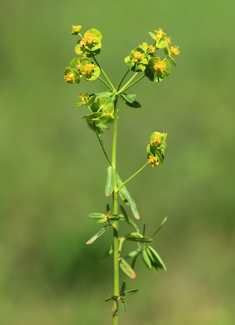 Image of Euphorbia leoncroizatii specimen.