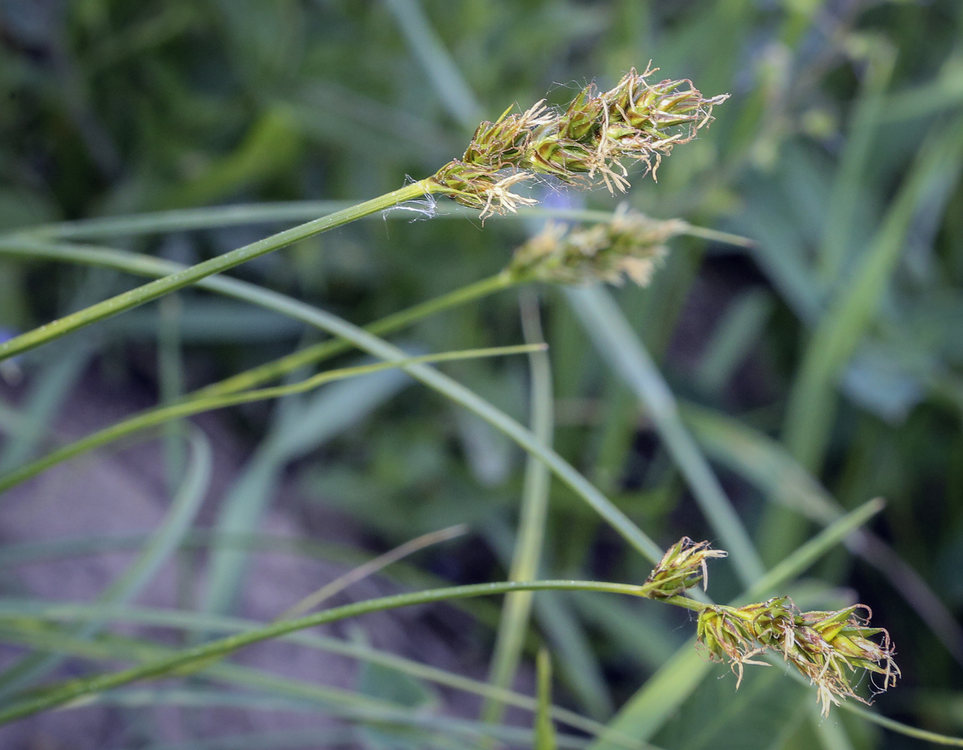 Изображение особи Carex spicata.