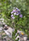 Hesperis matronalis