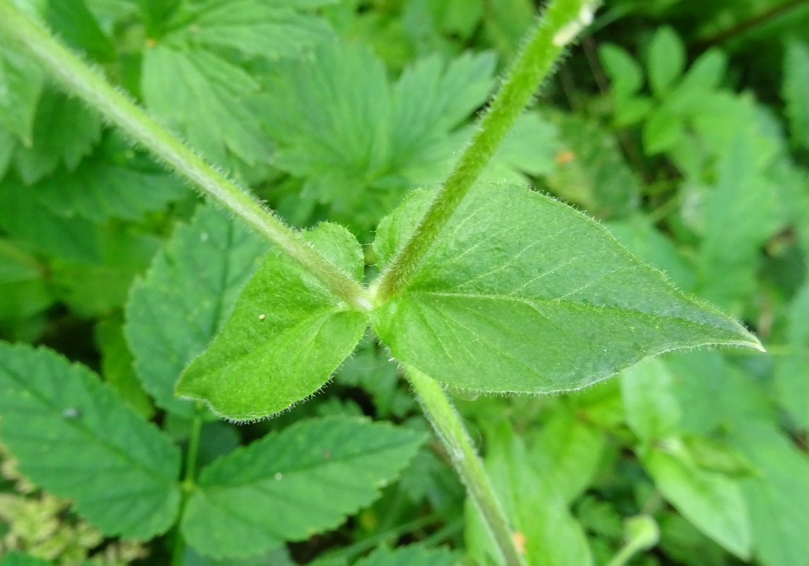 Изображение особи Myosoton aquaticum.