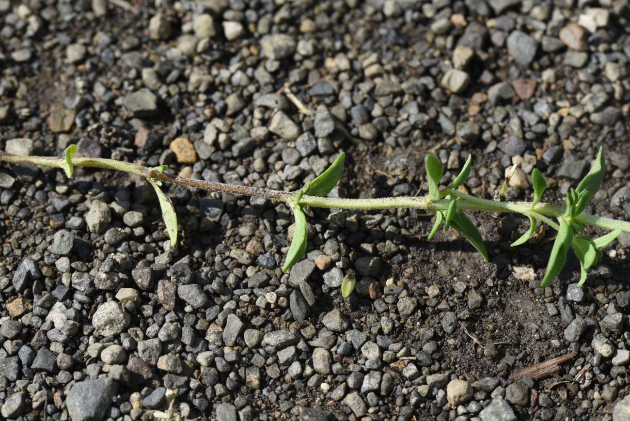 Image of Thymus collinus specimen.