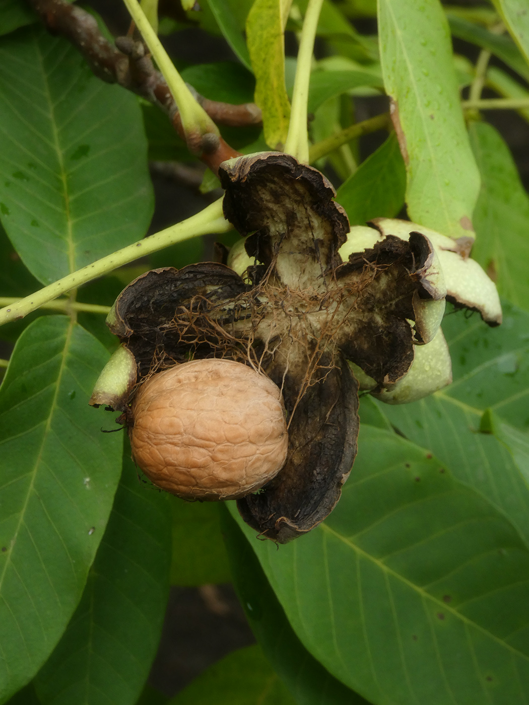 Image of Juglans regia specimen.