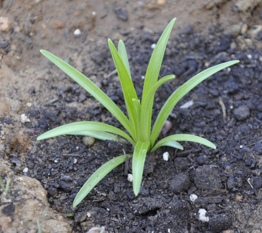 Image of Lilium longiflorum specimen.