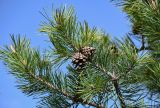 Pinus sylvestris subspecies hamata. Верхушка ветви с раскрывшимися шишками. Дагестан, Гунибский р-н, природный парк \"Верхний Гуниб\", ≈ 1800 м н.у.м., опушка хвойно-лиственного леса. 04.05.2022.