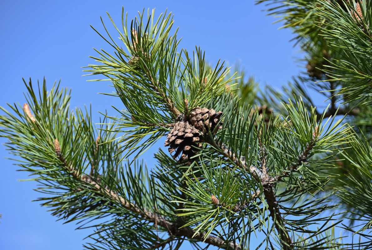 Image of Pinus sylvestris ssp. hamata specimen.