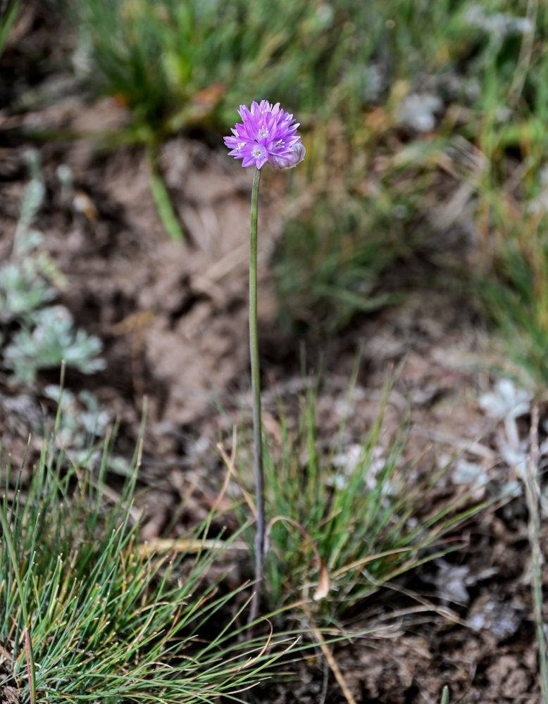 Image of Allium schoenoprasoides specimen.