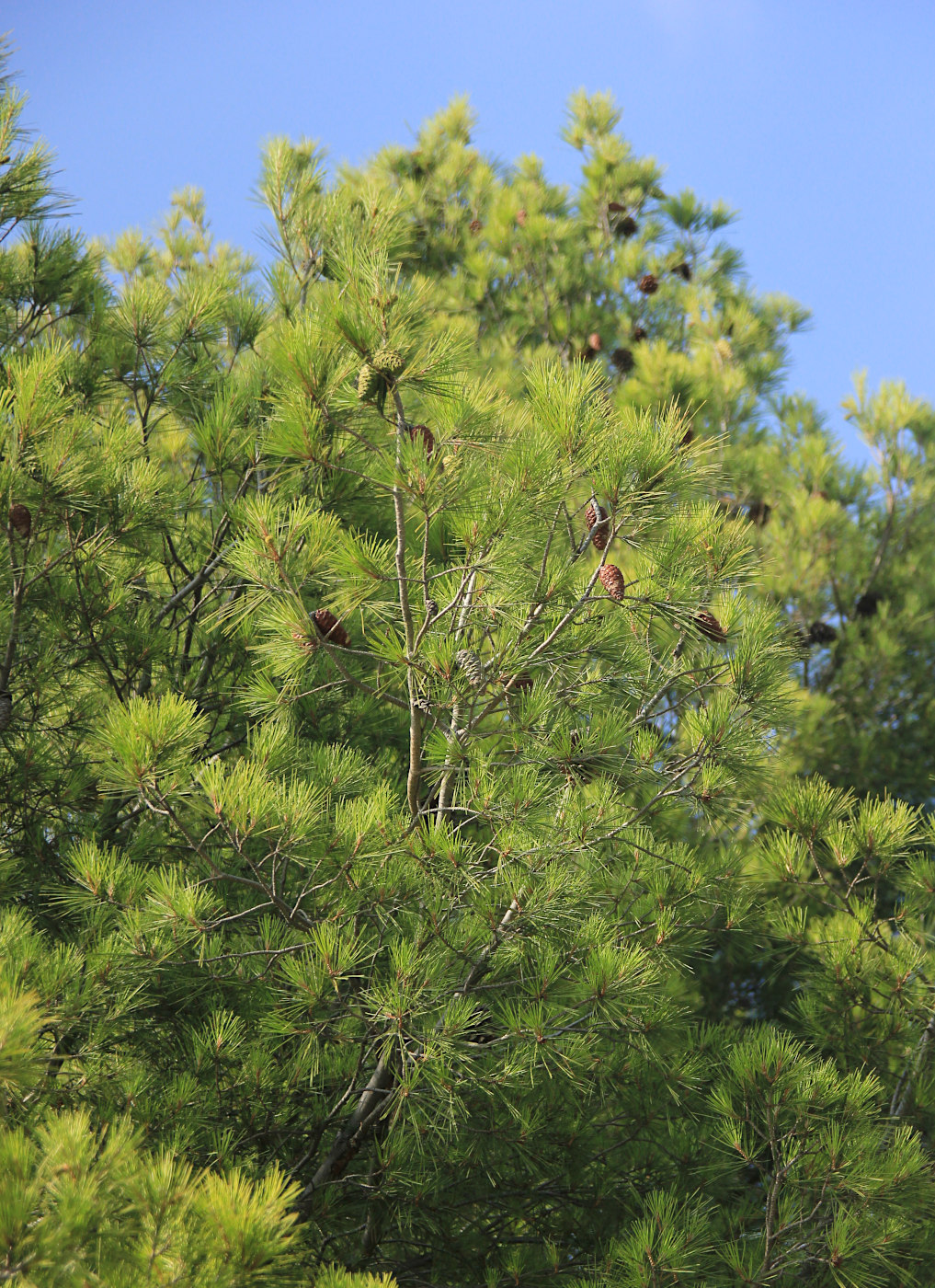 Изображение особи Pinus halepensis.