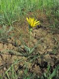 genus Tragopogon