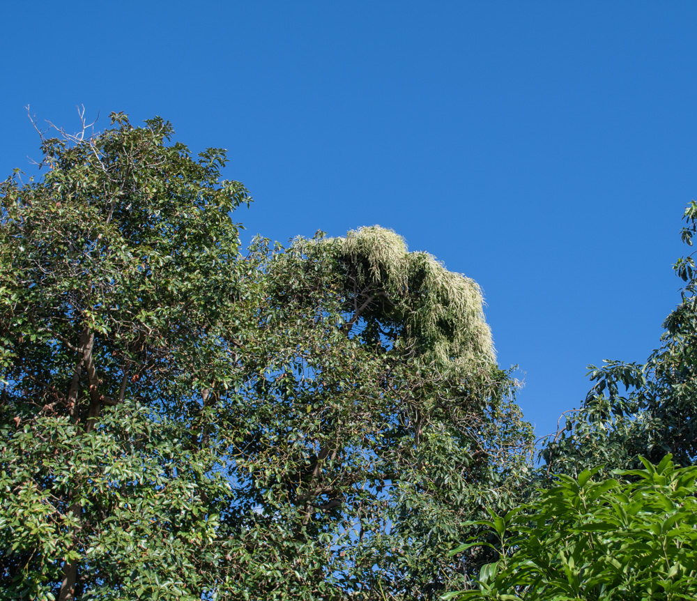 Image of Anredera cordifolia specimen.