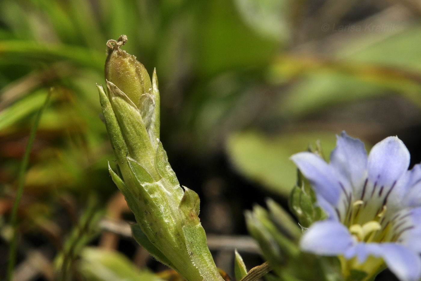 Image of Gentiana squarrosa specimen.