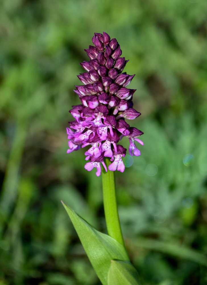 Изображение особи Orchis purpurea ssp. caucasica.