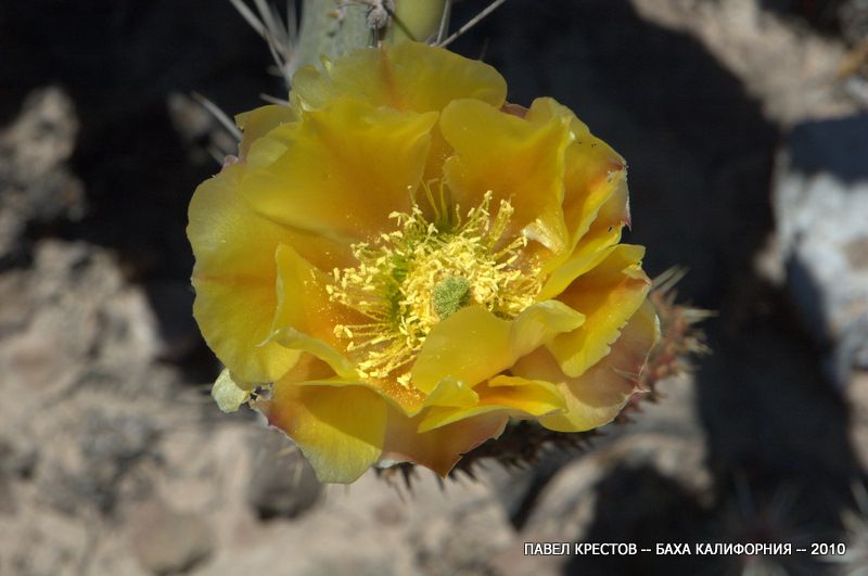 Image of Opuntia engelmannii specimen.