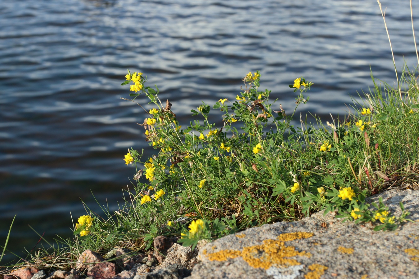 Image of Medicago falcata specimen.