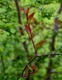 Smilax excelsa