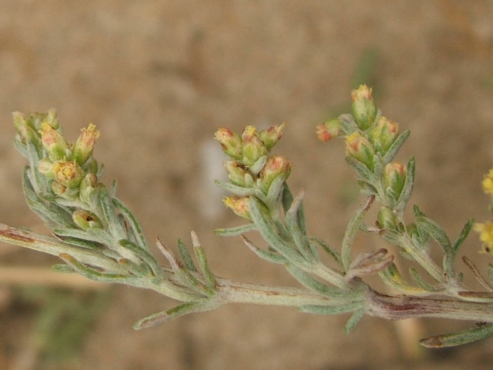 Изображение особи Artemisia marschalliana.