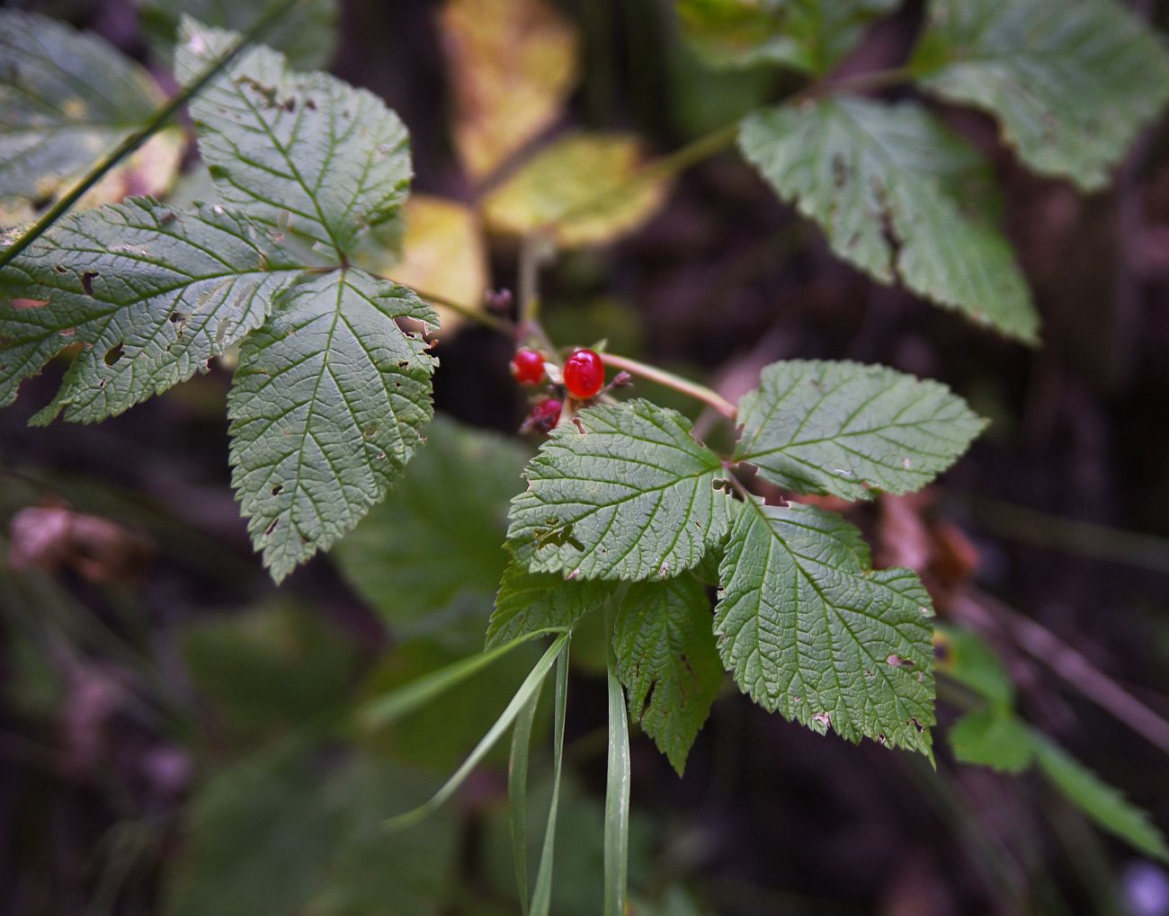 Image of Rubus saxatilis specimen.