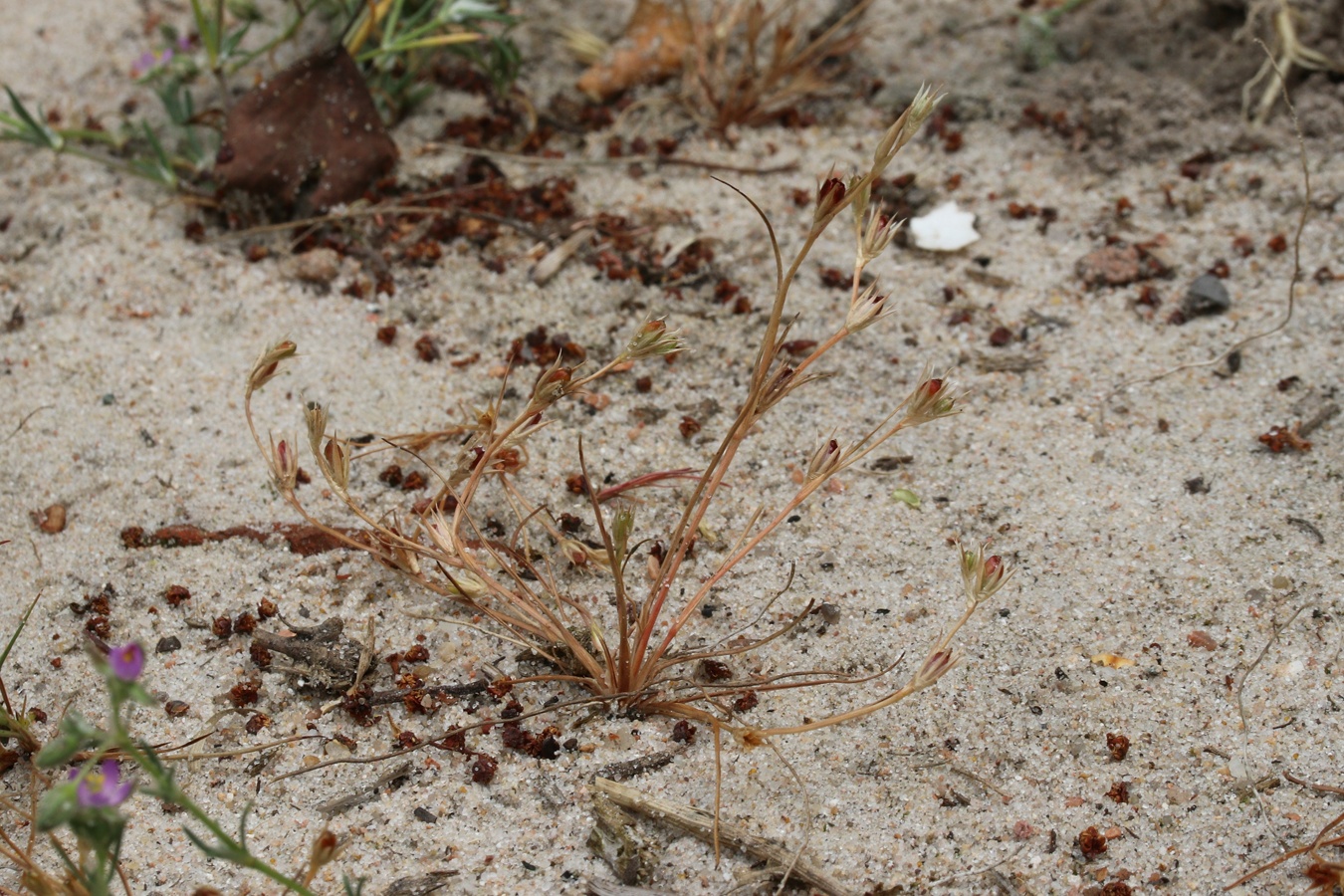 Изображение особи Juncus ambiguus.