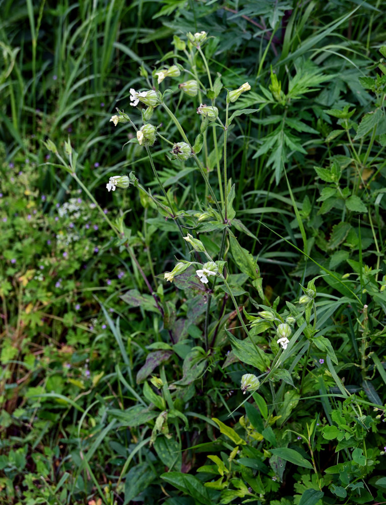 Image of Melandrium latifolium specimen.