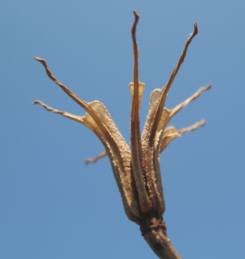 Image of Nigella arvensis specimen.