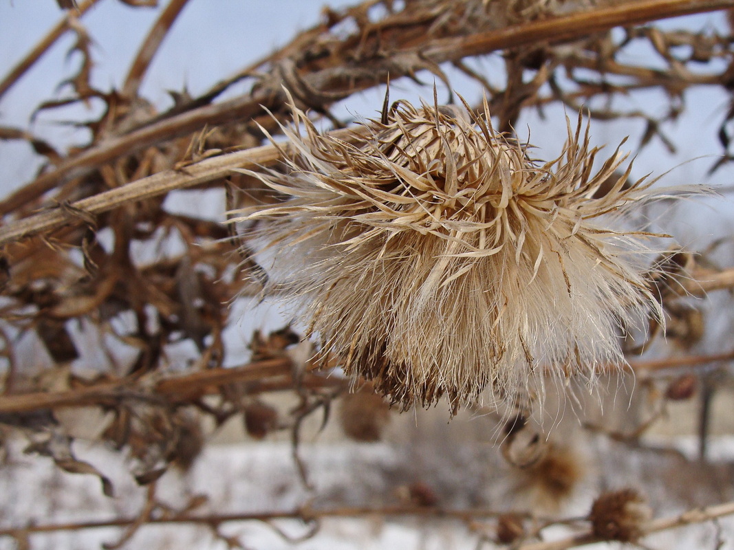 Image of Cirsium pendulum specimen.