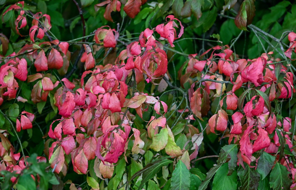 Изображение особи Euonymus verrucosus.