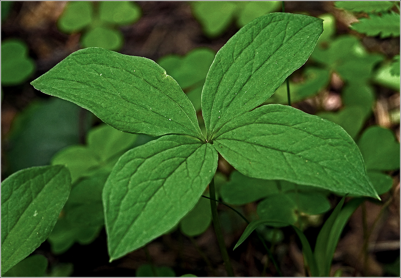 Image of Paris quadrifolia specimen.