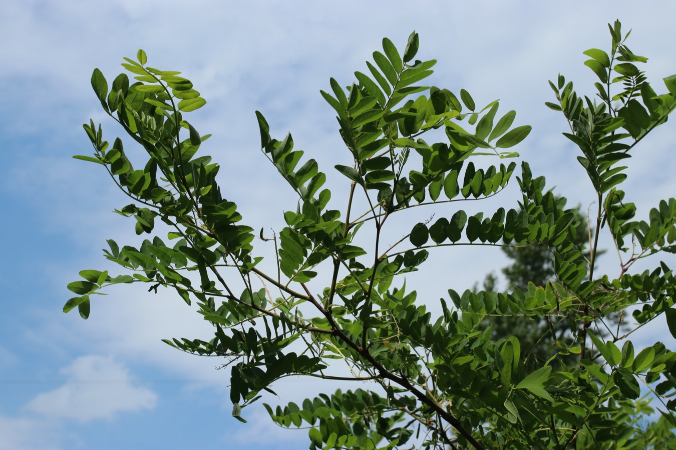 Image of genus Robinia specimen.