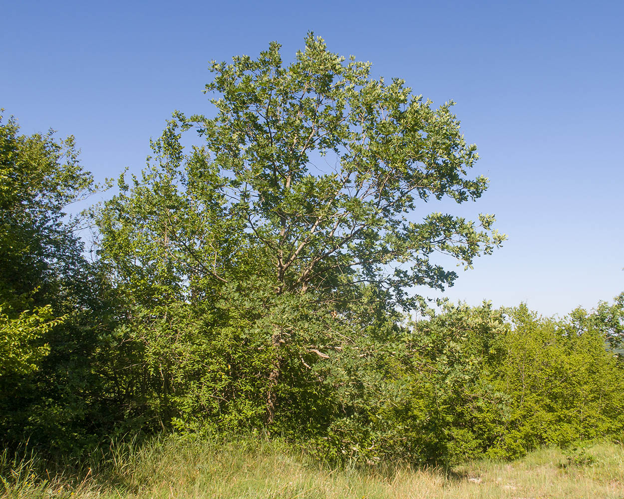 Изображение особи Quercus pubescens.