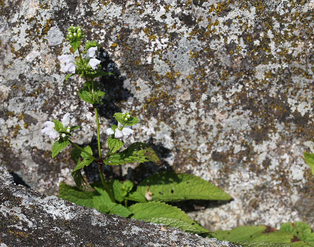 Image of Phlomoides maximowiczii specimen.