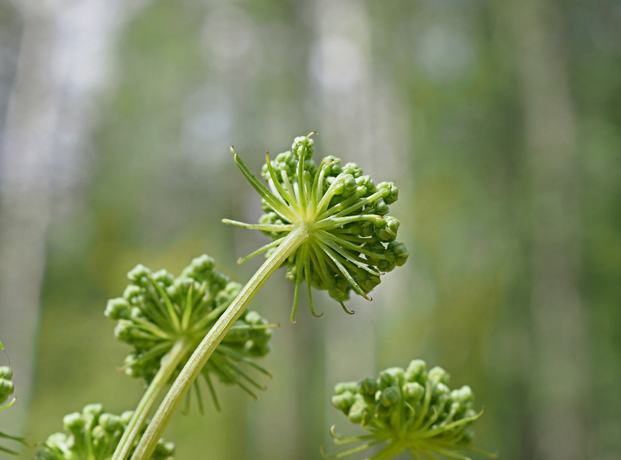 Изображение особи Angelica sylvestris.