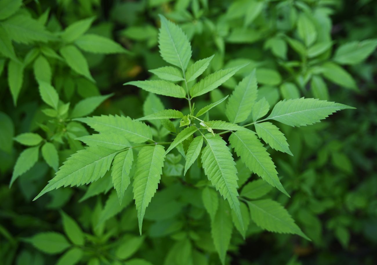 Image of Bidens frondosa specimen.