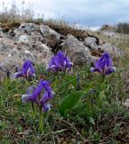 Iris pumila. Цветущие растения. Крым, Байдарская долина, окр. с. Широкое, гора Али-Баир. 0704.2023.