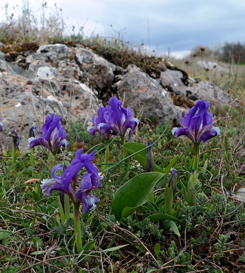 Image of Iris pumila specimen.