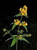 Lysimachia vulgaris. Верхняя часть цветущего растения. Ульяновская обл., окр. г. Димитровград, пойма р. Мал. Ерыклы, заболоченный черноольховый лес. 06.07.2023.