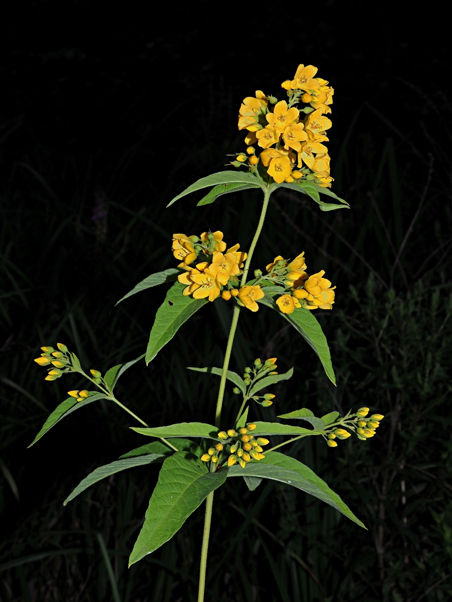 Изображение особи Lysimachia vulgaris.