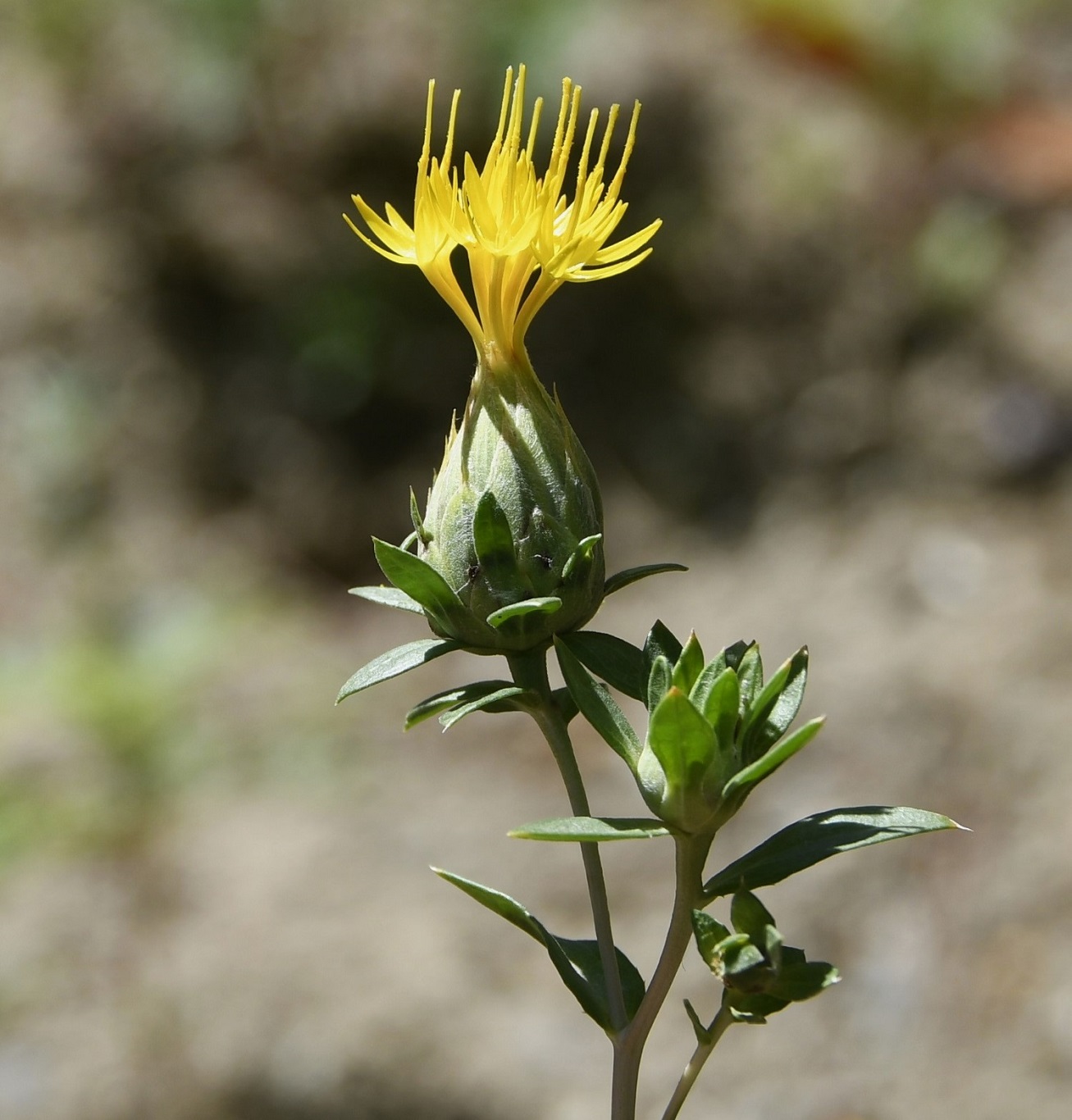 Image of Carthamus tinctorius specimen.