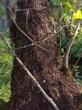 Alnus glutinosa. Нижняя часть ствола с ветками. Московская обл., ГО Подольск, мкр-н Климовск, берег р. Петрица. 13.09.2024.