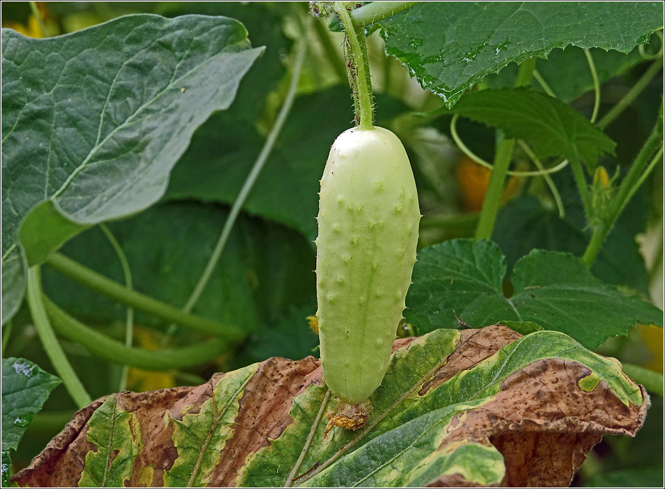 Image of Cucumis sativus specimen.