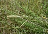 Phleum pratense