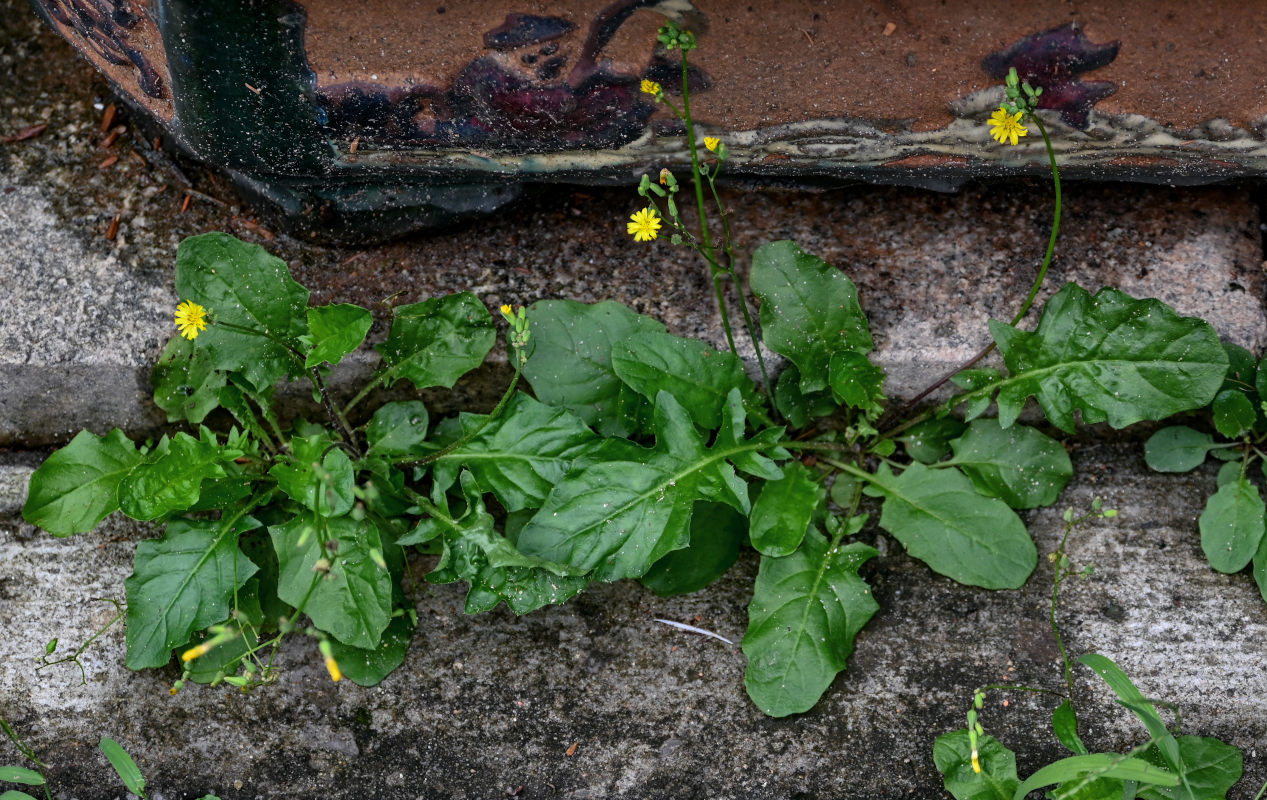 Изображение особи Youngia japonica.