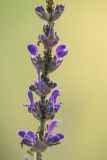 Salvia tesquicola