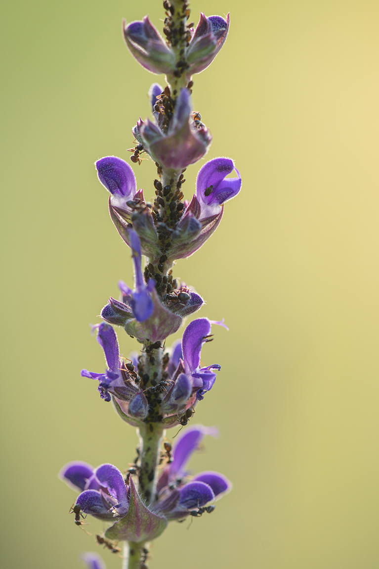 Изображение особи Salvia tesquicola.