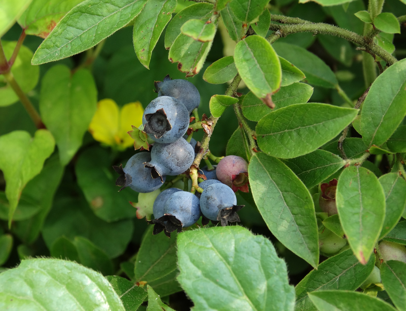 Изображение особи Vaccinium myrtilloides.