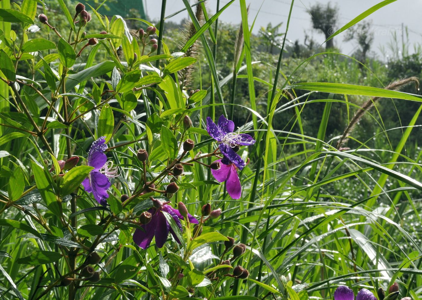 Изображение особи семейство Melastomataceae.