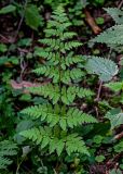 Dryopteris carthusiana. Вайя. Московская обл., Пушкинский гор. округ, северо-восточное побережье Учинского водохранилища, смешанный лес. 27.07.2024.