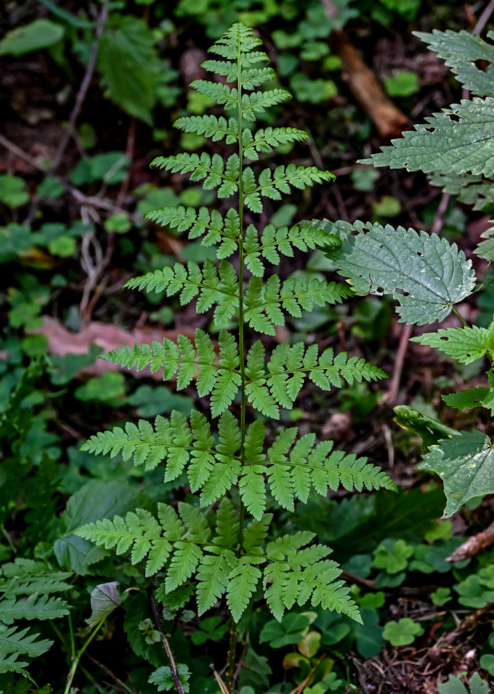 Image of Dryopteris carthusiana specimen.