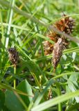 Carex macrocephala. Выглядывающие из листьев отцветшие тычиночные соцветия. Камчатский край, Елизовский р-н, берег Авачинского залива, Халактырский пляж. 08.08.2024.